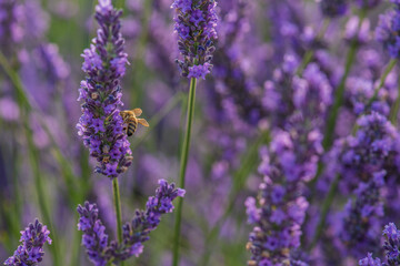 lavender flowers in region
