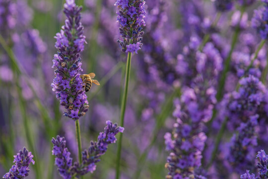 lavender flowers in region © Dirk