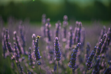 lavender flowers in the field