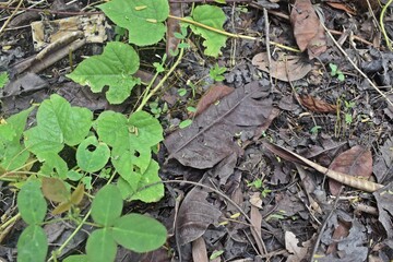 Know nature closely