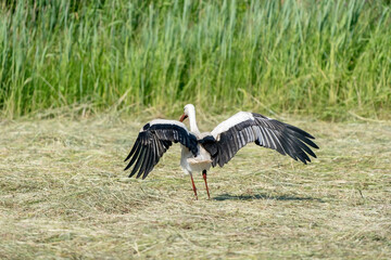 White stork landed in the hay on the meadow. Wings spread, seen from behind