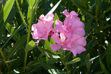 Closeup beautiful pink oleander flowers with bright green leafs. Mediterranean flora of Croatia or...