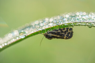 tiger moth on leaf covered with water drops