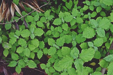 Know nature closely
