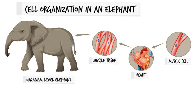 Diagram showing cell organization in a elephant