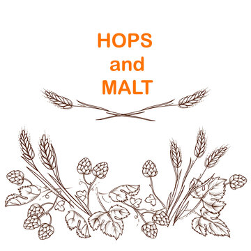Malt and hops beer banner design with plant elements in vintage engraving style. Hand drawn image of hops and barley ears for brewery and beer packaging, hand drawn vector illustration on white.