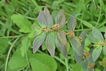 Nature never goes out of style