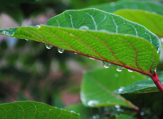 Water dew accumulated on plants and leaf looms like pearls look mesmerizing at a garden in Kathmandu, Nepal after the night downpour here. Monsoon gives different type of fascinating pictorial views. 