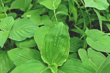 Nature never goes out of style