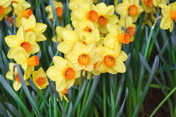 Obraz premium Colorful flowers yellow wild daffodil blooming or Narcissus poeticus group in garden close up