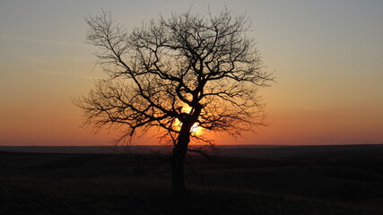 oak at sunset