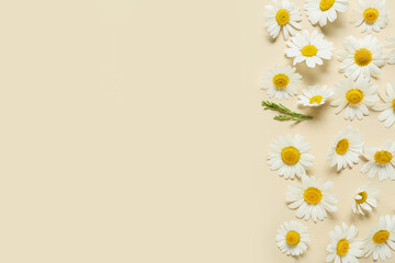 Fototapeta premium Beautiful chamomile flowers on color background