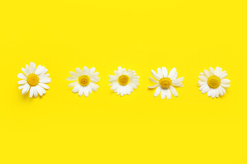 Beautiful chamomile flowers on color background
