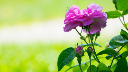 Fototapeta premium pink rose flower background. Red roses on a bush in the garden, close-up. delicate pink rose flower with green leaves. Red Rose Magic. beauty in the garden. concept of romance, gift
