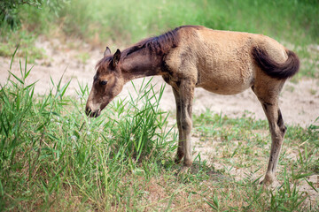 Naklejka na ściany i meble A small foal grazes on the street in summer. Horse child eats grass and walks