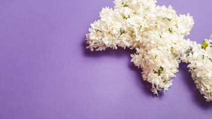Fresh branch of lilac blossoms on violet background. Beautiful spring flowers. Space for text. Mothers day, Womens day. valentines day.
