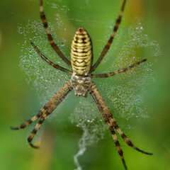tiger spider on a web