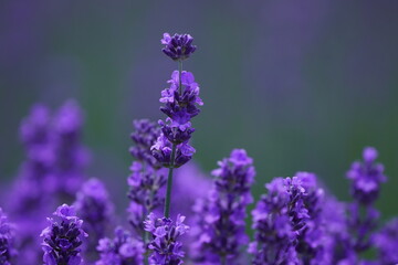 羊ヶ丘展望台のラベンダー畑