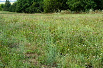 Scanty field of flowering forage grass of canyushy