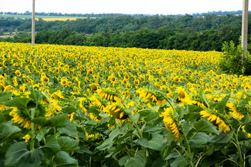 Sunflower blooms in the fields of Ukraine