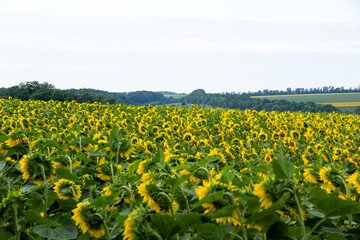 Fototapeta na wymiar Sunflower blooms in the fields of Ukraine