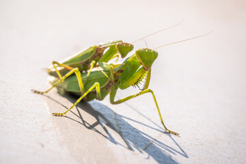 Mating of a pair of praying mantises. Close up of pair of European mantis or Praying mantis copulating in nature.