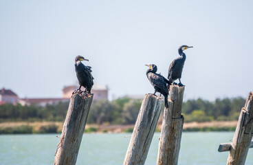 A flock of cormorants sits on a old sea pier