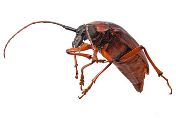 Bockkäfer Nahaufnahme