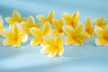 frangipani flower on blue background