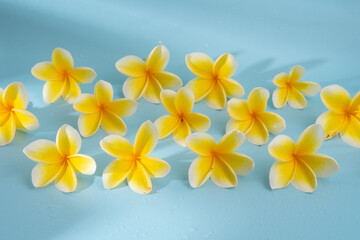 Fototapeta na wymiar frangipani flower on blue background