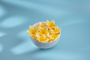 frangipani flower on blue background