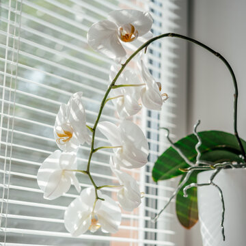 Blooming White Orchid Homeplant In The Bathroom Window With Shutters, Phalaenopsis Or Moth Orchid Under Diffused Natural Light Of Window Shutters, Easy Orchids To Grow As Homeplants