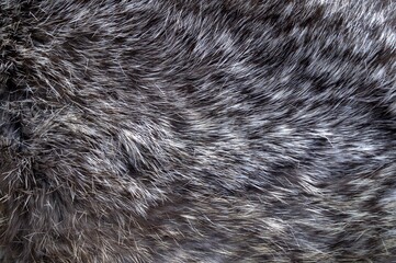 The texture is gray rabbit fur.