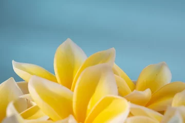 Keuken spatwand met foto frangipani flower on blue background © ilen nalishawa