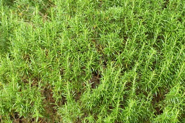 Rosemary herb garden.