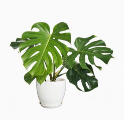 Monstera deliciosa leaf or Swiss cheese plant in white pot, isolated on white background, with...