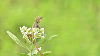 Cute Thai chameleon live in the garden is very beautiful and fresh in nature.