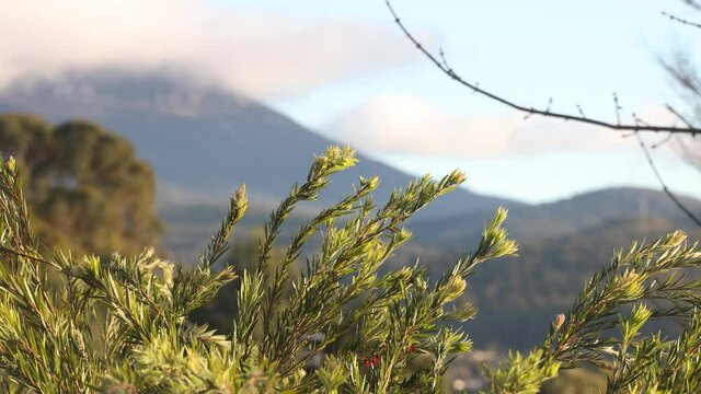 native Australian callistemon bottlebrush tree with branches gently moving in the wind and Tasmanian landscape with mountains in the background