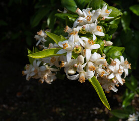 Valencian orange and orange blossoms. Spain. Spring harvest