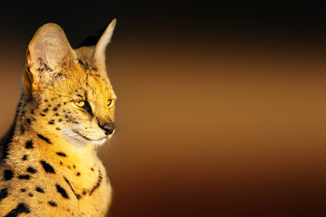Serval cat close-up portrait in golden light with a clean contrasty background with text space. Leptailurus serval - 446576052
