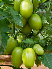 Fresh green tomatoes on a branch