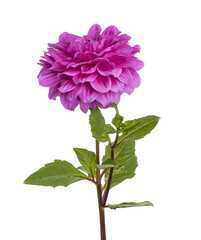 Dahlia flower with leaves, Purple dahlia flower isolated on white background, with clipping path 
