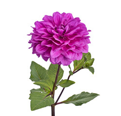 Dahlia flower with leaves, Purple dahlia flower isolated on white background, with clipping path 