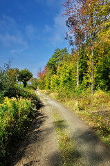 Nature background with path, trees and blue sky. Autumn nature outdoor walk beautiful trees landscape, Austria Travel.