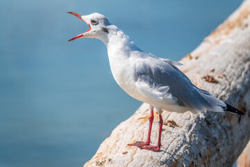 One seagull sits on a old sea pier. The European herring gull