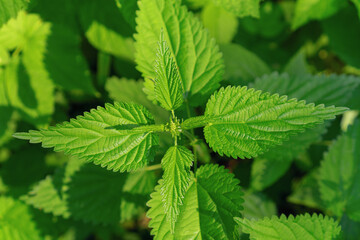 Green fresh leaves of stinging nettles, close up. Medicinal herb.