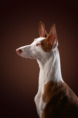 dog on a red background in the studio. portrait spanish greyhound, podenko ibitsenko