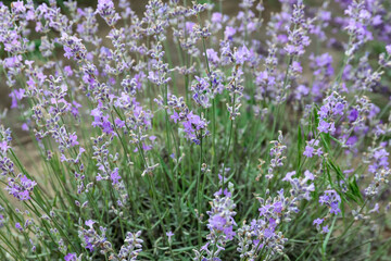 Beautiful blooming lavender plant on summer day