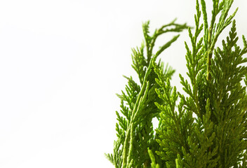 Green thuja branches on light background. Coniferous tree