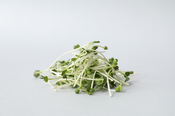 Fresh micro green on light background